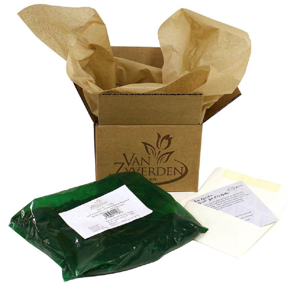 Assorted Multicolor Hosta Plant Roots for Outdoor Gardens