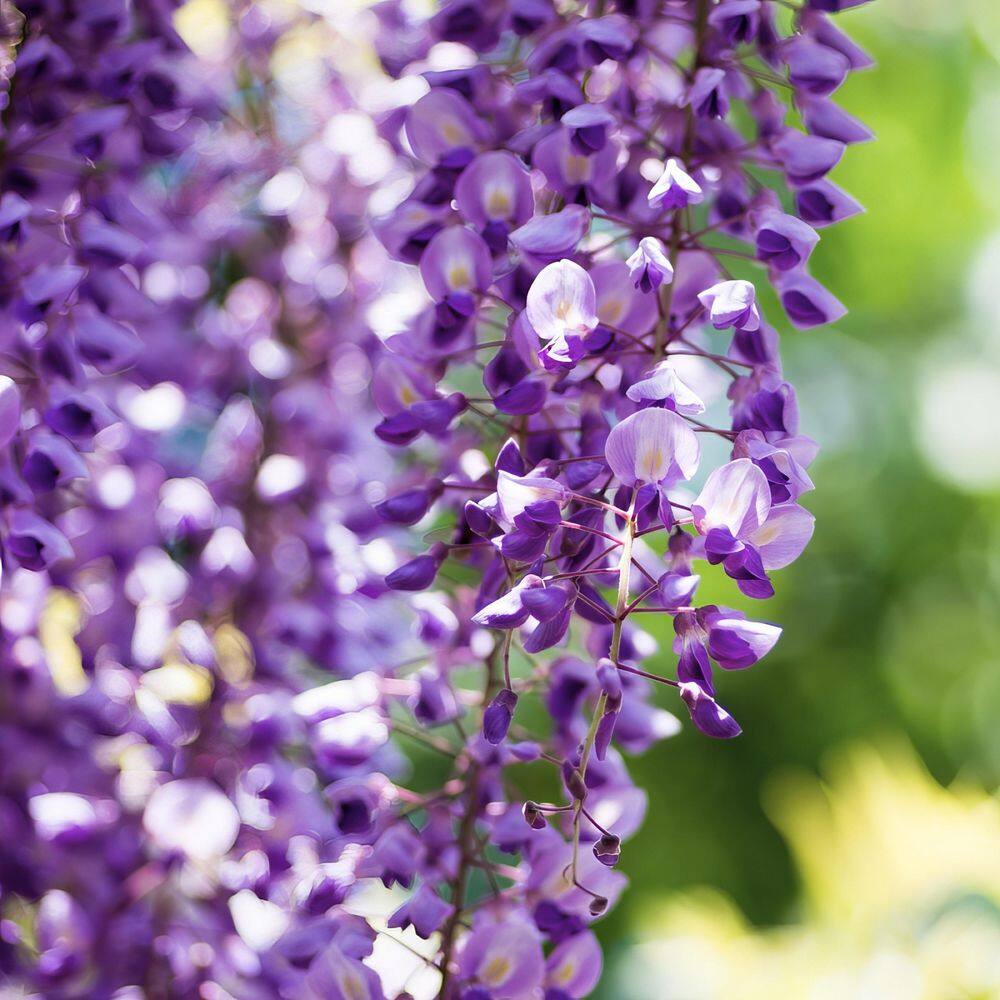 Amethyst Falls Light Purple Wisteria Vine