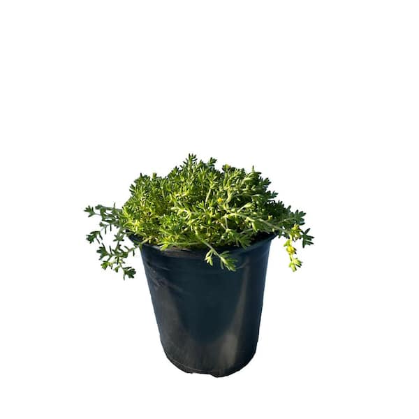 Unbranded Green Moss Sedum in Pots, Spreading Live Succulents Pet-Safe (3-Pack)