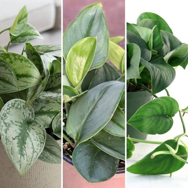 money tree house plant 3-5 FT Money Tree- NYC, NJ, CT, Boston, Providence, Washington DC,  Baltimore, Philadelphia, Princeton, Long Island, and Upstate NY Local Plant  Delivery  Dahing Plants