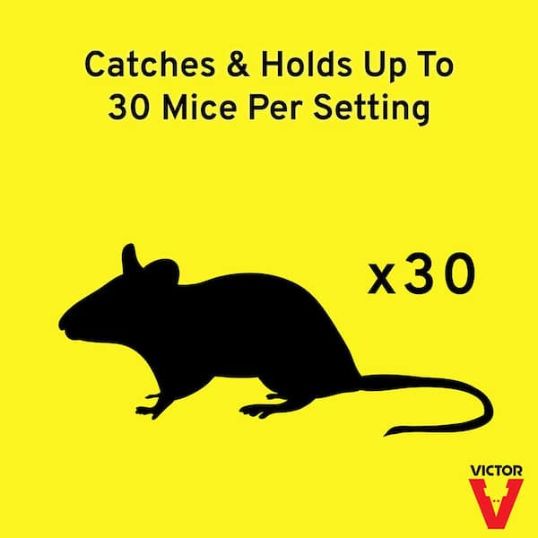 Tin Cat Mouse Trap with See Thru Lid (12-Pack)