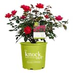 2 Gal. Red The Double Knock Out Rose Bush with Red Flowers