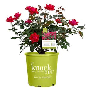 1 Gal. Red Double Knock Out Rose Bush with Cherry Red Flowers