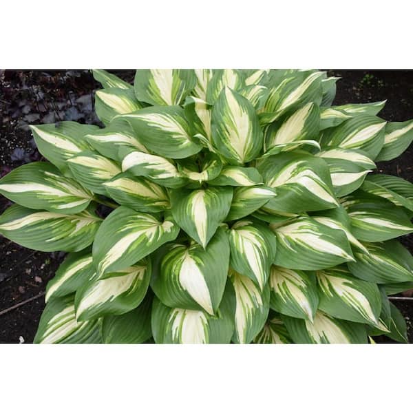 PROVEN WINNERS 1 Gal., Shadowland 'Miss America' (Hosta) Live Plant, White Flowers