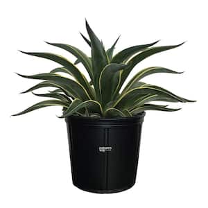Agave Desmettiana Variegated Live Outdoor Plant Growers Pot Average Shipping Height 2-3 Ft. Tall