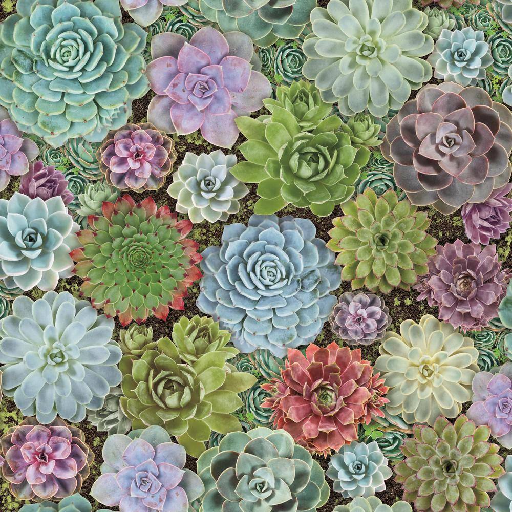 York Wallcoverings Succulents Peel and Stick Wallpaper (Covers sq. ft.) RMK11249RL - The Home Depot York Wallcoverings Succulents Peel and Stick Wallpaper (Covers sq. ft.) RMK11249RL - The Home Depot