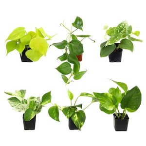 2 in. Plentiful Pothos and Philodendron Indoor Houseplants Pack (Includes 6 Easy Plants) in Grower Pots