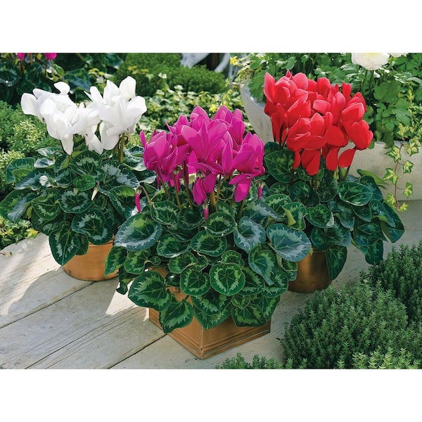 Vigoro 2 QT Cyclamen Sierra Synchro Purple' Purple Annual Plant