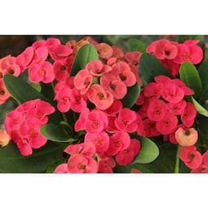 2.5 Qt. Crown of Thorns Plant Red Flowers in 6.33 In. Grower's Pot (4-Plants)