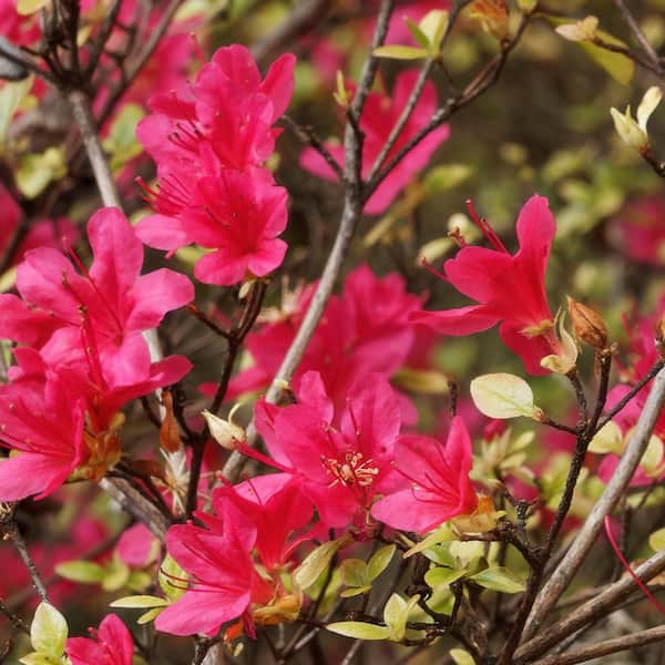 national PLANT NETWORK 3 gal. Azalea Massasoit HD1839 - The Home Depot
