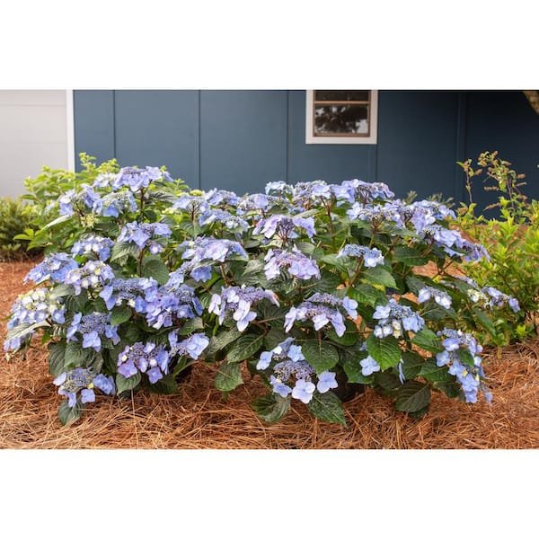 Twist-n-Shout® Reblooming Hydrangea