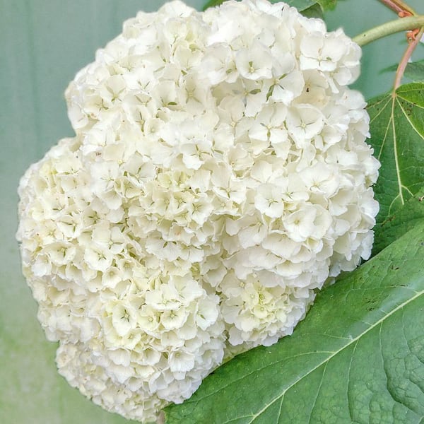 Spring Hill Nurseries 2.25 gal. Pot, Vaughn's Lille Oakleaf Hydrangea Shrub, Potted Flowering Plant (1-Pack)