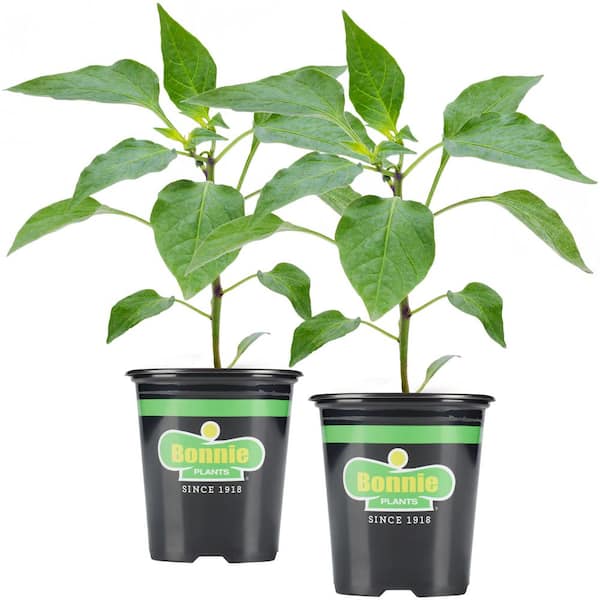 slow release fertilizer for plants Slow-Release Fertilizer | Feeds for 6 Months | No Burn