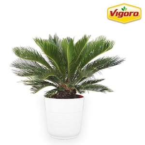 10 in. Cycas Sago Palm in White Plastic Deco Pot
