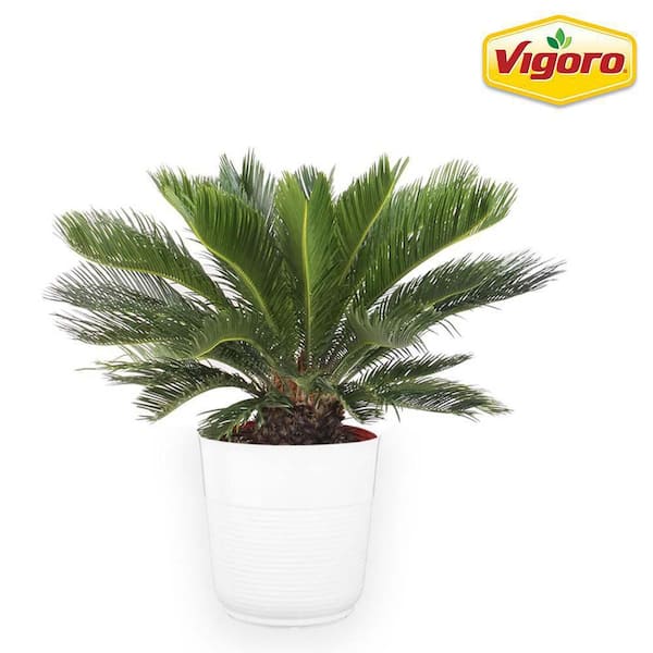 Vigoro 10 in. Cycas Sago Palm in White Plastic Deco Pot
