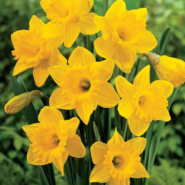 Trumpet Yellow Daffodil Bulbs (45-Pack) 36609P - The Home Depot