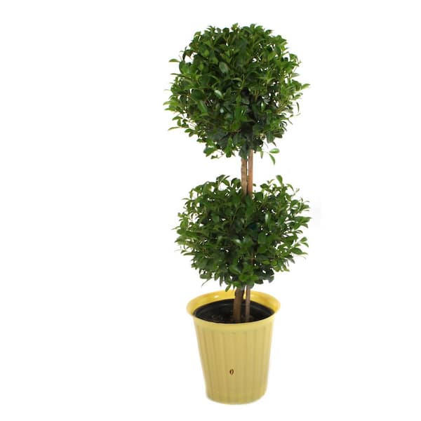 7 in. Eugenia Topiary 2 Ball Shrub