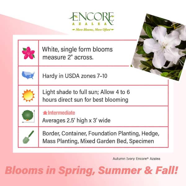 1 Gal. Autumn Ivory Dwarf Azalea Shrub with Reblooming White Flowers - Low-Maintenance Small Evergreen Bush
