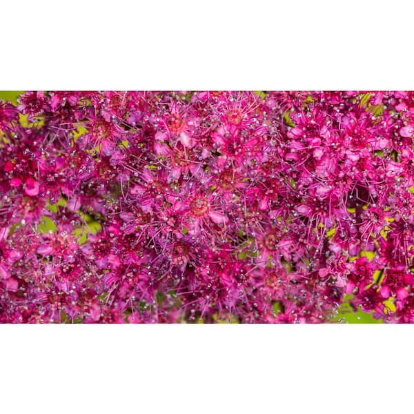BELL NURSERY 3 Gal. Magic Carpet Spirea (Spiraea japonica 'Walbuma