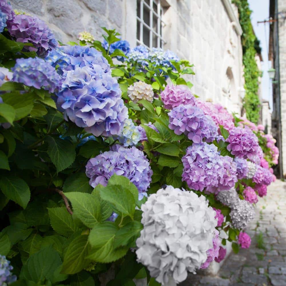 2.5 Quart Multicolor Hydrangea Shrub with Assorted Flowers