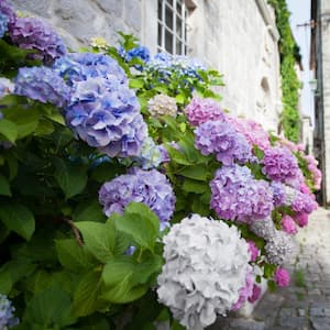 2.5 Qt. 3-in-1 Hydrangea Shrub with White-Blue-Pink Flowers