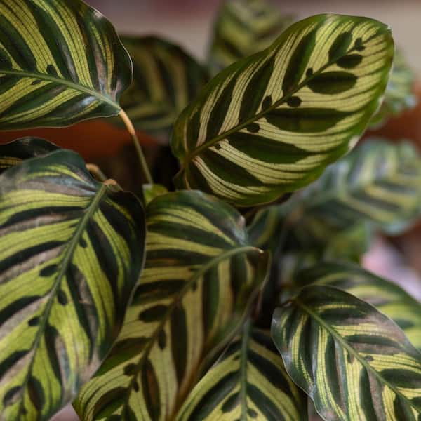 ALTMAN PLANTS Calathea Makoyana Peacock Plant, 6 in. White