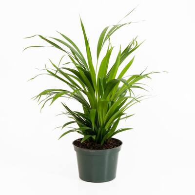 Areca Palm in 6 in. Grower Pot