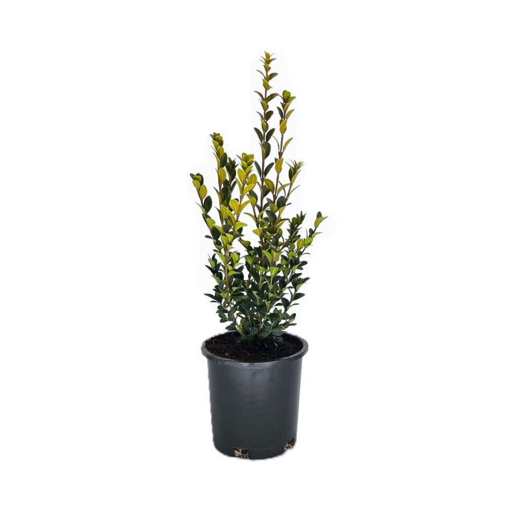 2.5 qt. Green Mountain Boxwood (Buxus x 'Green Mountain