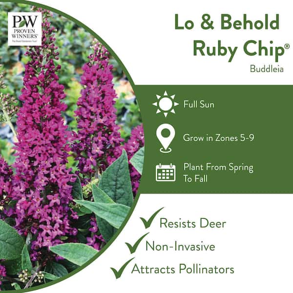 4.5 in. Qt. Lo and Behold 'Ruby Chip' Butterfly Bush (Buddleia) Live Shrub, Red Flowers