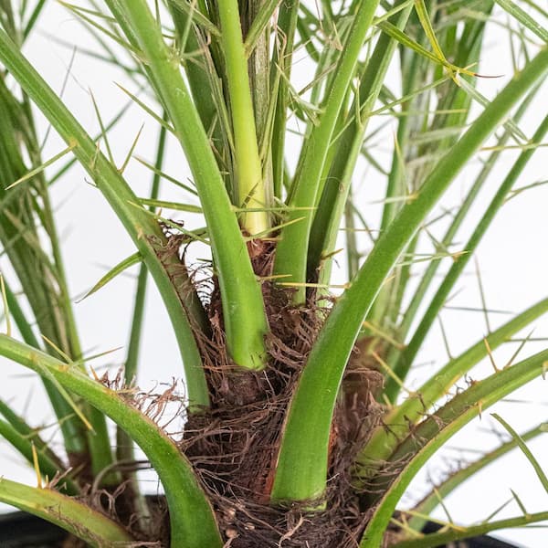 anabolic split leaf philodendron Split-leaf Philodendron for Sale main image 0