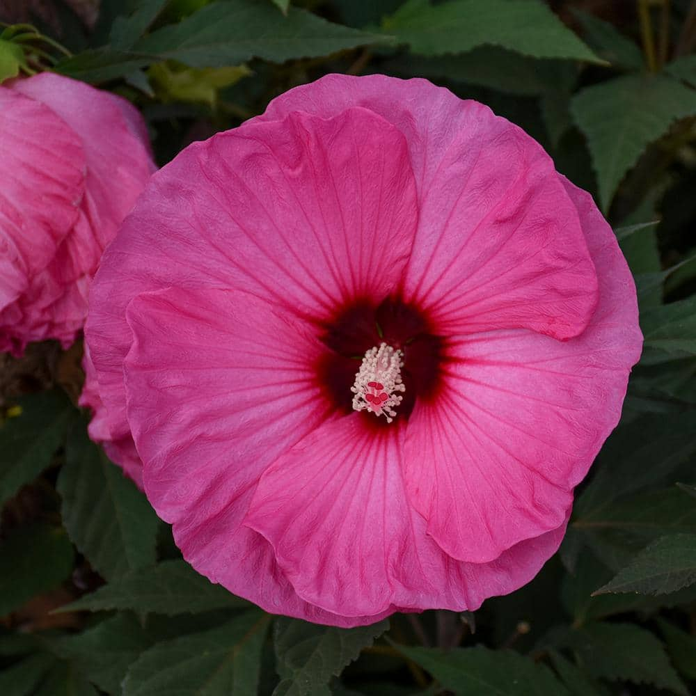 National Plant Network Bareroot Hardy Hibiscus Candy Crush Piece