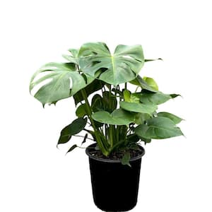 10 in. Philodendron Monstera Plant Grower's Choice in Deco Pot