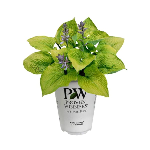 PROVEN WINNERS 2.5 qt. Perennial Hosta Shadowland Coast to Coast (1-Pack)