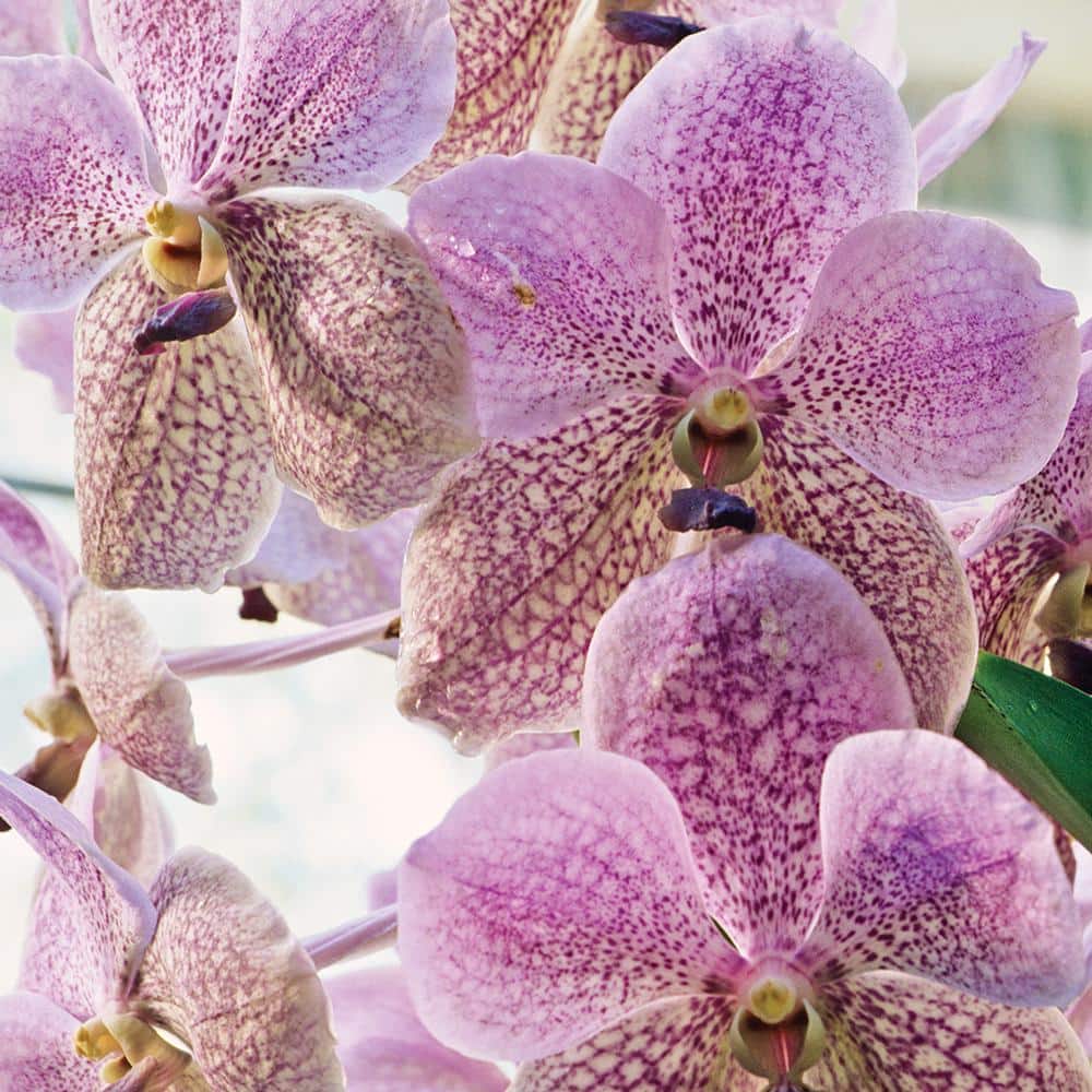 BETTER GRO 2 In. Multi-Colored Vanda Orchid 20040 - The Home Depot