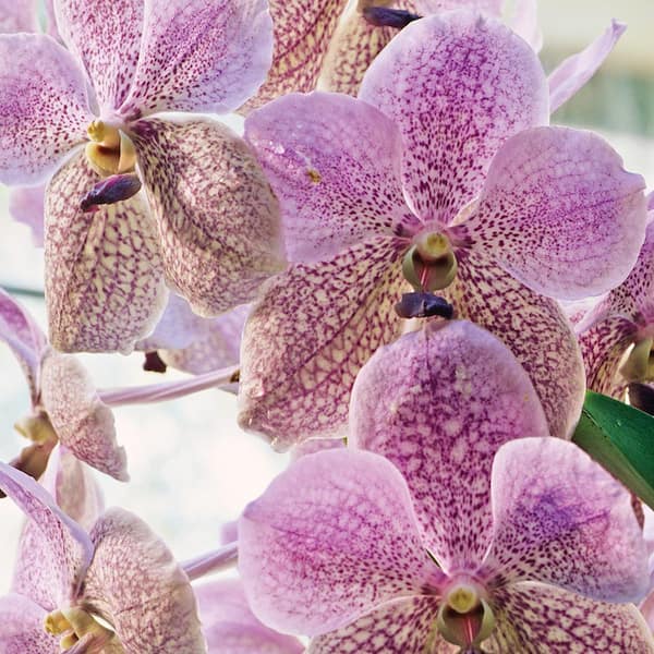 Better-Gro 2 In. Multi-Colored Vanda Orchid