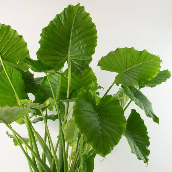 national PLANT NETWORK 4 in. Alocasia California Elephant Ear Plant in  Grower Container (3-Pack) HD2279