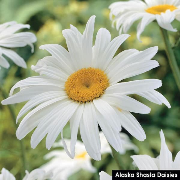 25 Colorful Types Of Daisies - Daisy Varieties For Your Garden