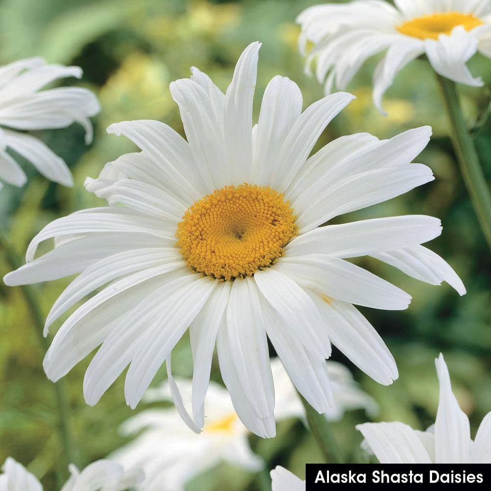 White Alaska Shasta Daisy Outdoor Flowering Perennial Plant