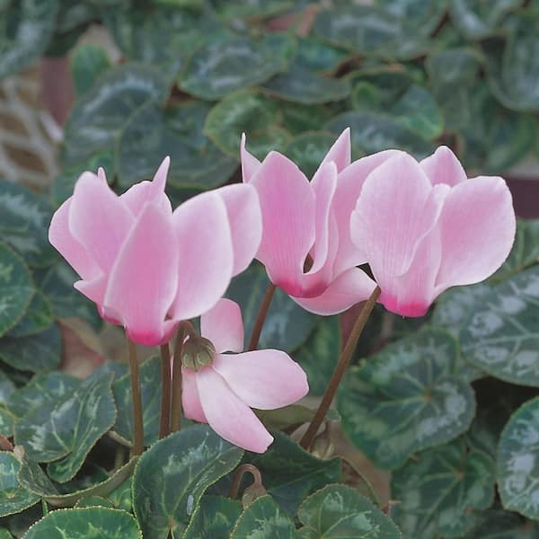 Costa Farms 1 Qt. Pink Cyclamen Plant