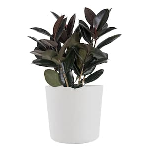 Burgundy Rubber Plant Live Ficus Elastica Indoor Outdoor Plant in 10 inch Premium Sustainable Ecopots Pure White Pot