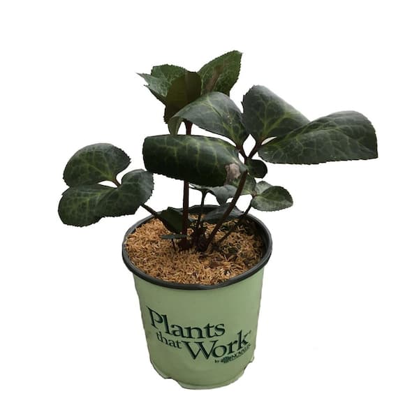 HELLEBORUS GOLD COLLECTION Lenten Rose (Hellebrous) Frostkiss Penny's Pink Plant
