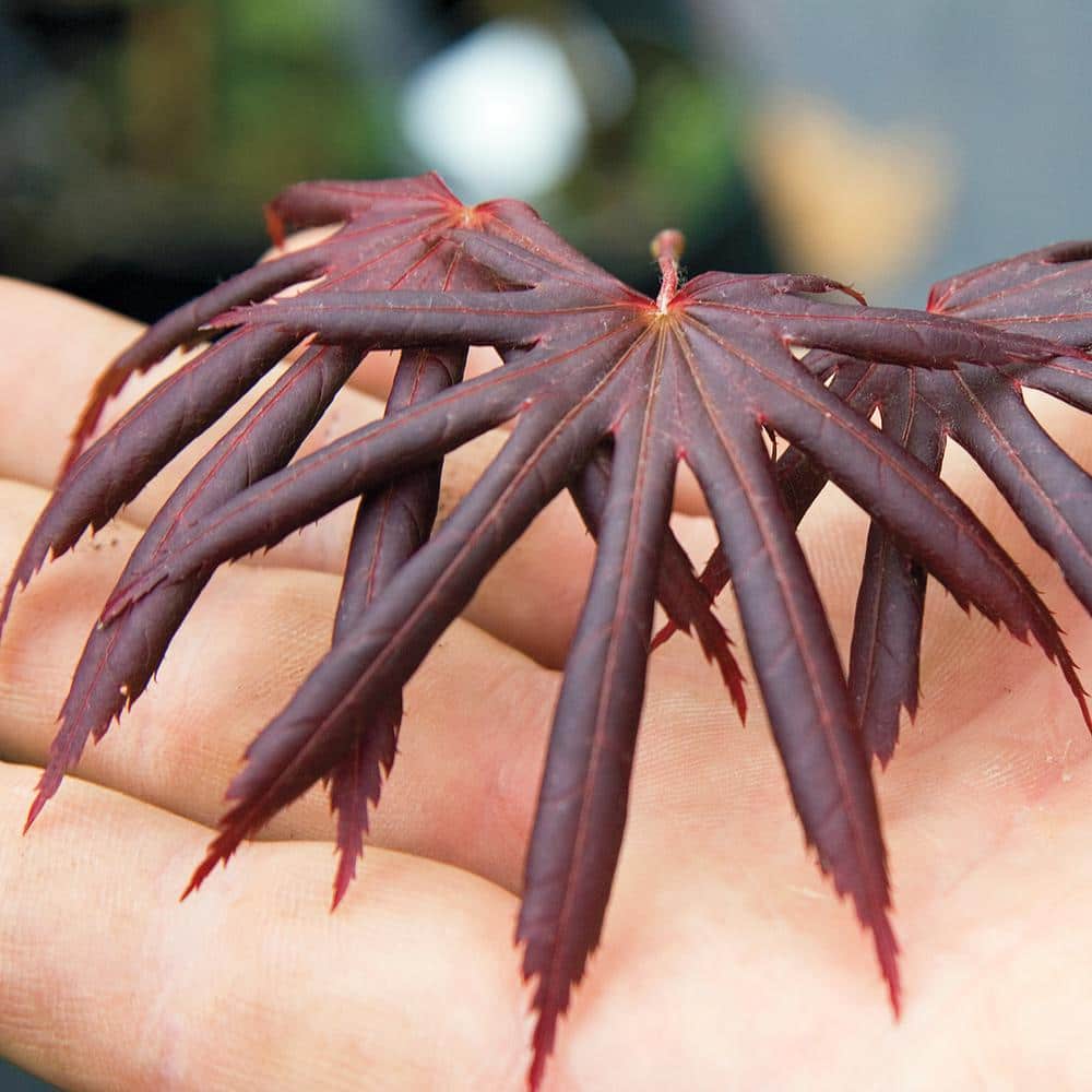 Red Dragon Japanese Maple Ornamental Tree in 2.25 Gallon Pot