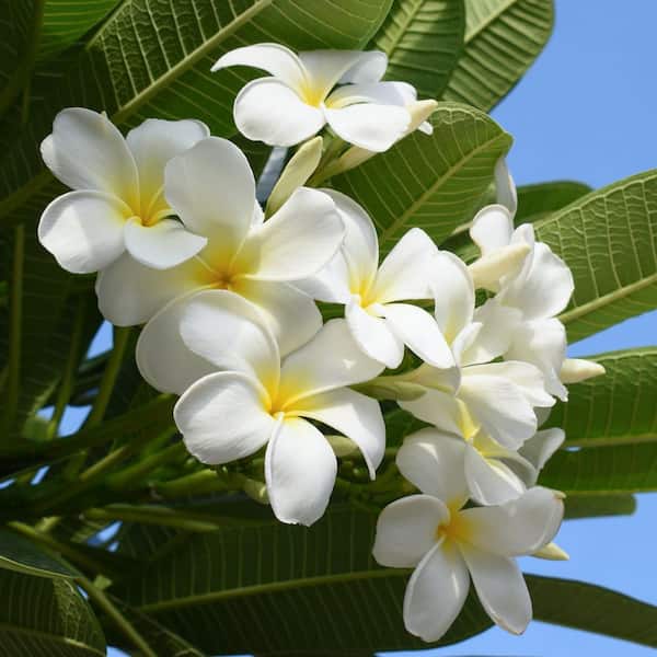 national PLANT NETWORK 1 gal. Plumeria White Plant with White Flowers