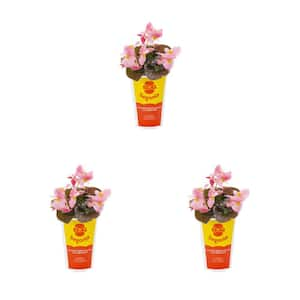 2 qt. Big Begonia Pink with Bronze Leaf Annual Plant (3-Pack)