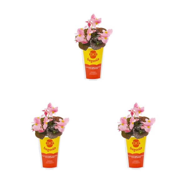 METROLINA GREENHOUSES 2 qt. Big Begonia Pink with Bronze Leaf Annual Plant (3-Pack)