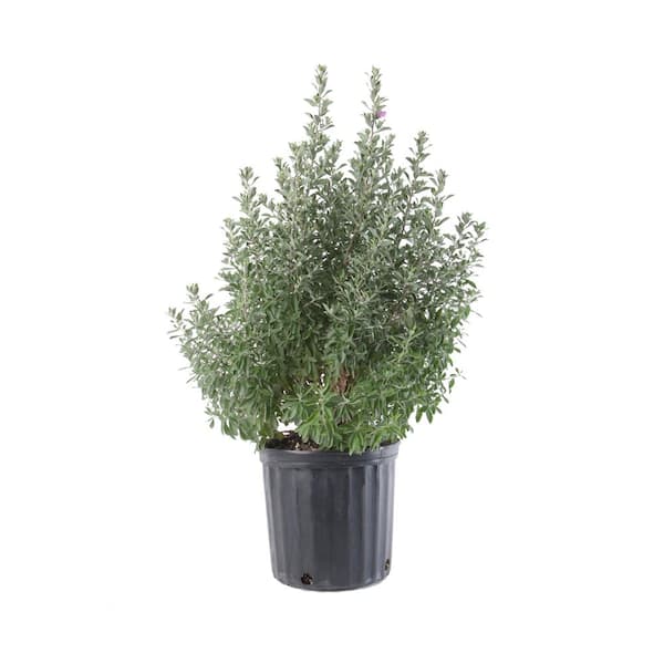 Costa Farms 3 Gal. Leucophyllum Texas Sage Shrub