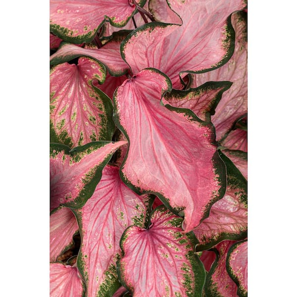4.5 in. Quart Heart to Heart Va Va Violet (Caladium) Live Plant, Purple Foliage
