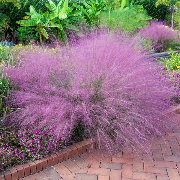 DIRECT GARDENING Pink Muhly Ornament Grass Dormant Bare Root