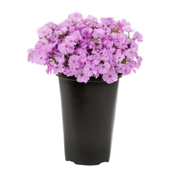 2.5 qt. Phlox Subulata Phloxtrot Pink Perennial Plant