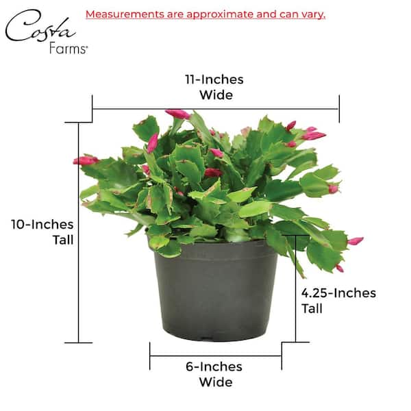 Costa Farms 6 In. Fresh Christmas Cactus Grower's Choice - Pink, Red Or White (Live 2-Pack) Co.6Zygo.3.Gold